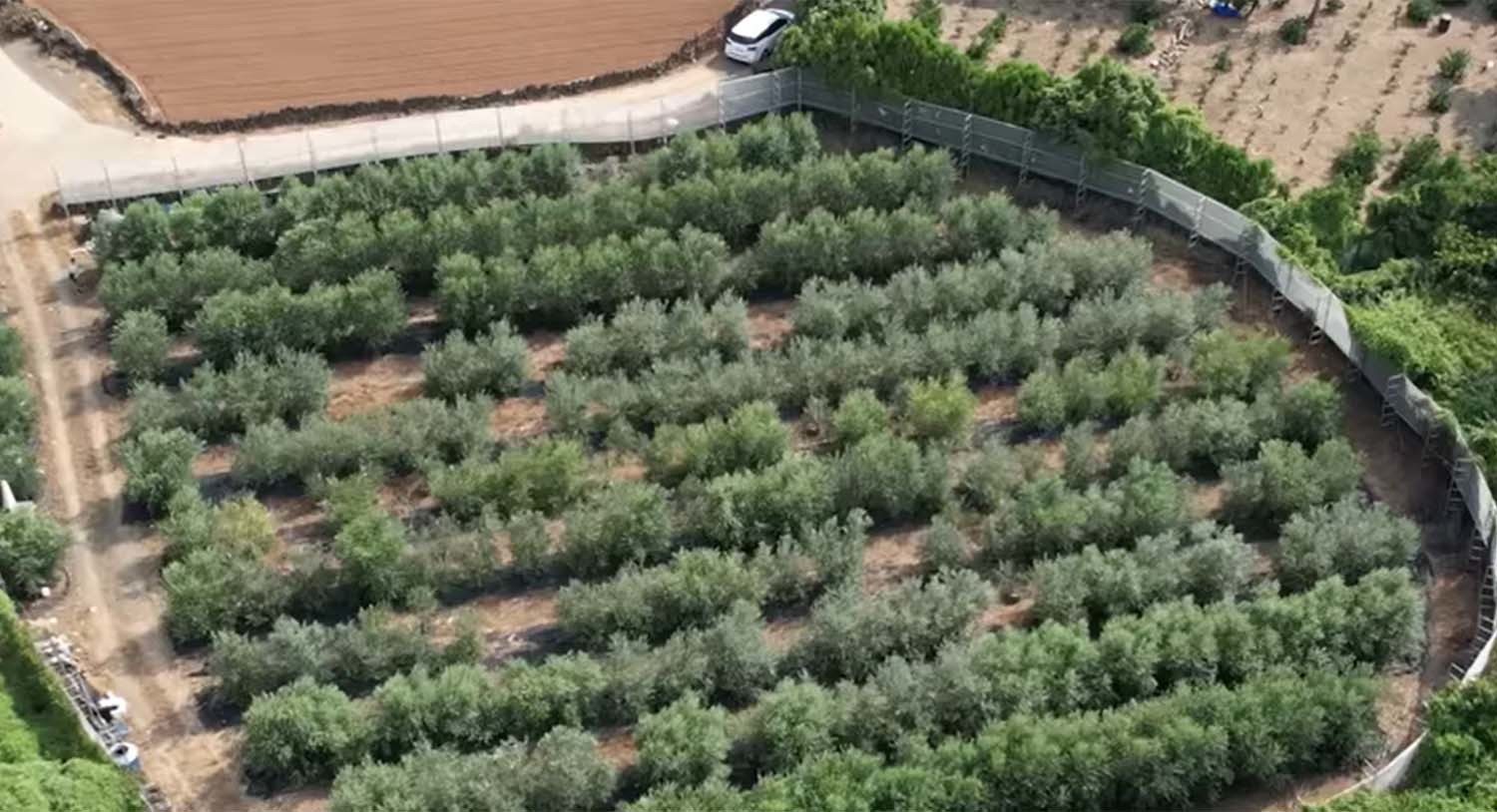 올리브나무 농장 / '작목반장' 유튜브