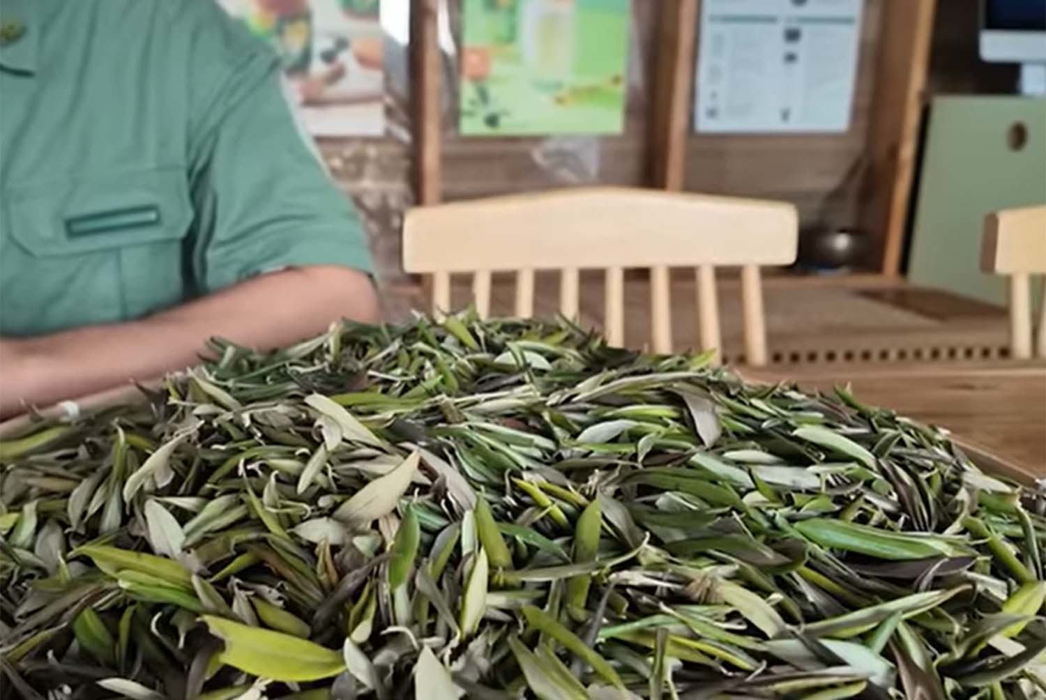 올리브나무 잎 / '작목반장' 유튜브