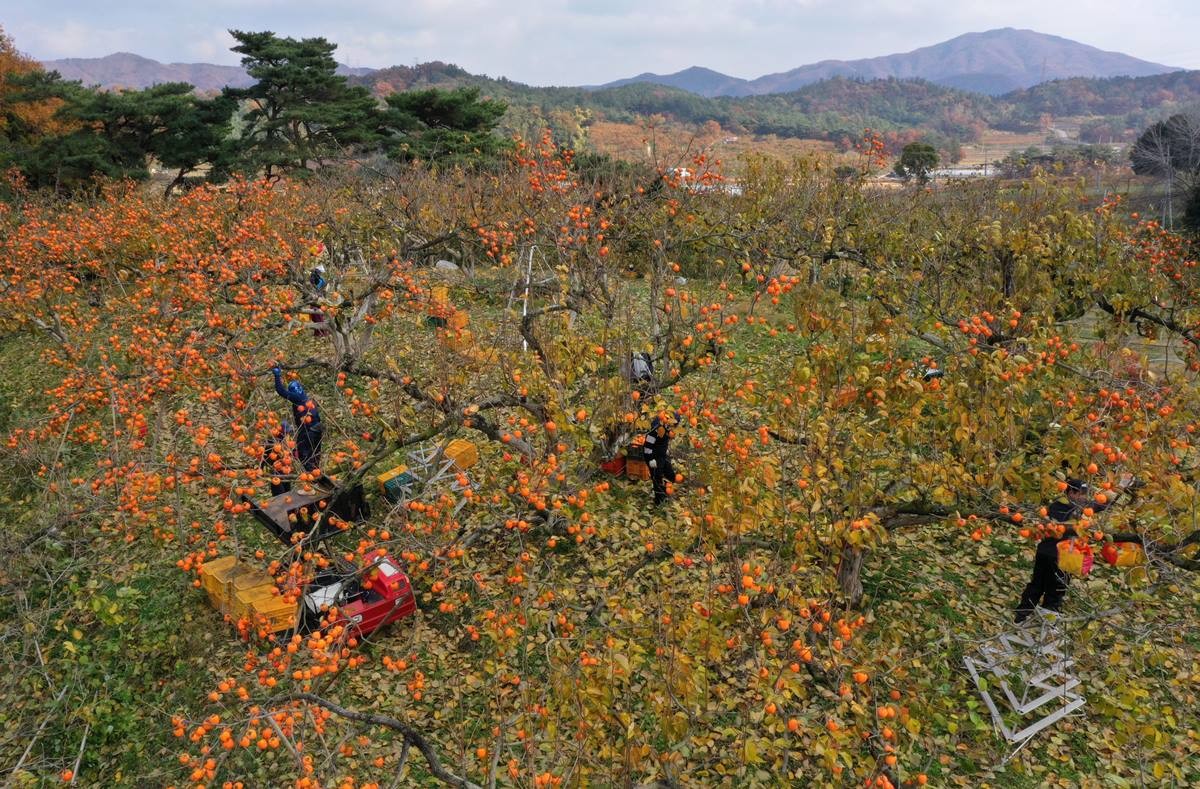 대봉감 모습. 기사 이해를 돕기 위한 자료 사진. 기사 내용과 직접적인 관련은 없다. / 연합뉴스
