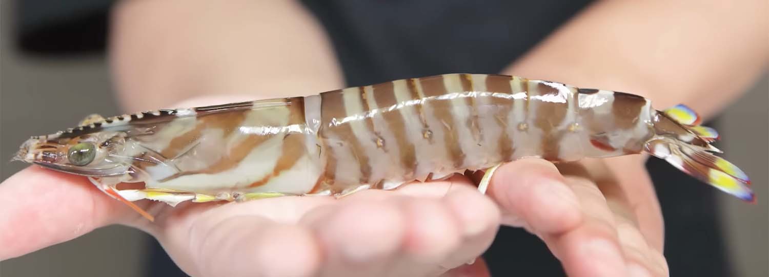 보리새우 / '입질의추억TV' 유튜브