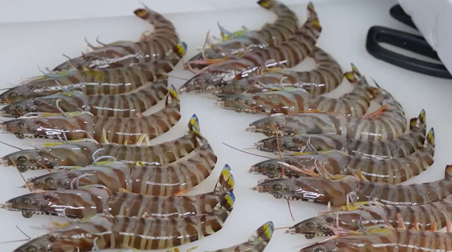 보리새우 / '입질의추억TV' 유튜브