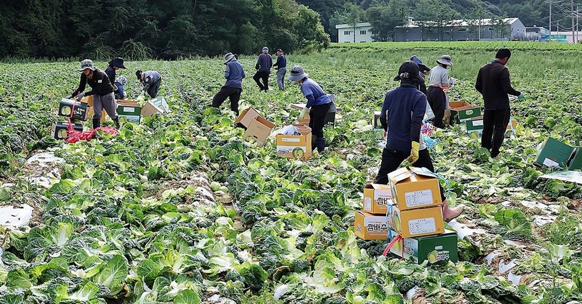 농촌 자료 사진 / 연합뉴스