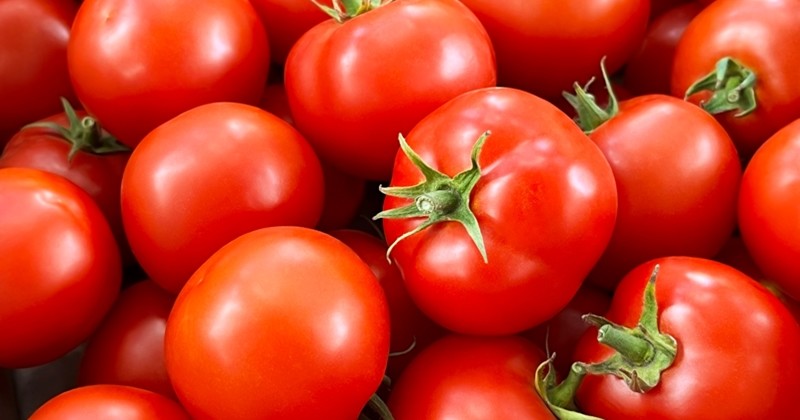 토마토 / 1777177-shutterstock.com