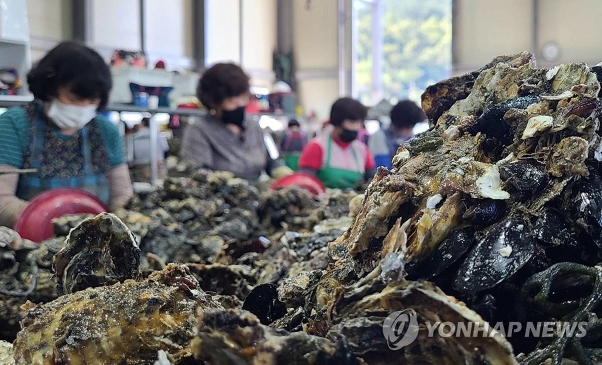 싱싱한 생굴 자료 사진 / 연합뉴스