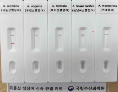 현장용 신속 종판별 키트. 극동산 뱀장어에만 반응해 T에 빨간줄이 생김. / 해양수산부 제공