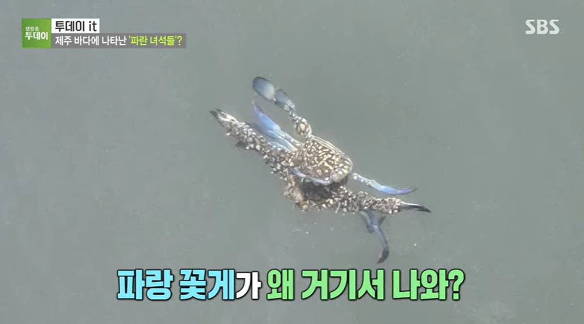 제주서 발견된 청색꽃게 자료 사진 / 유튜브 'SBS STORY'