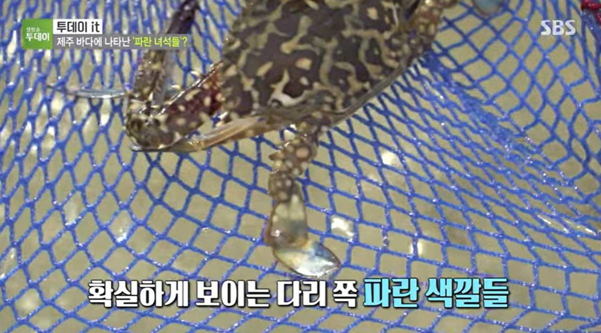 제주서 발견된 청색꽃게 자료 사진 / 유튜브 'SBS STORY'