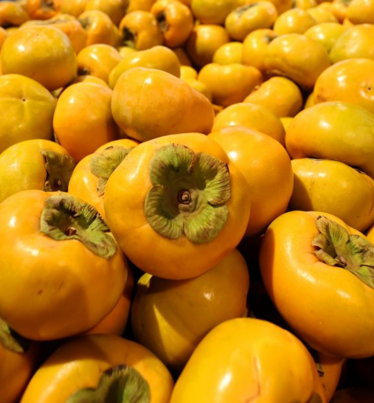 10월 제철 과일 단감. / 뉴스1