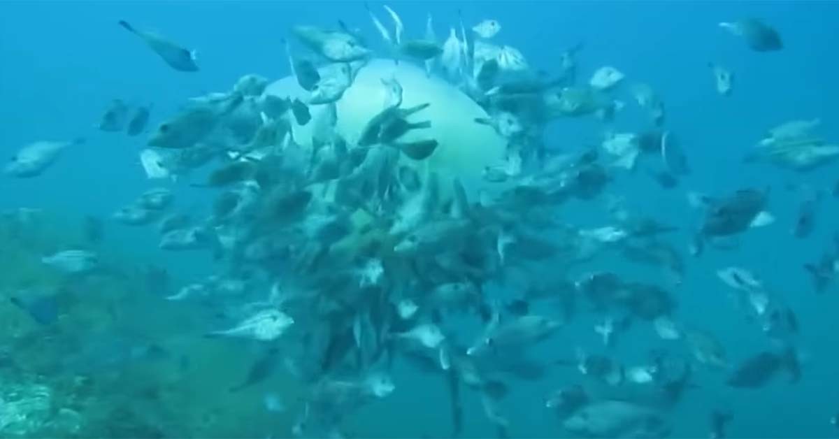 해파리를 뜯어먹는 말쥐치. / ‘생선선생 미스터S’ 유튜브