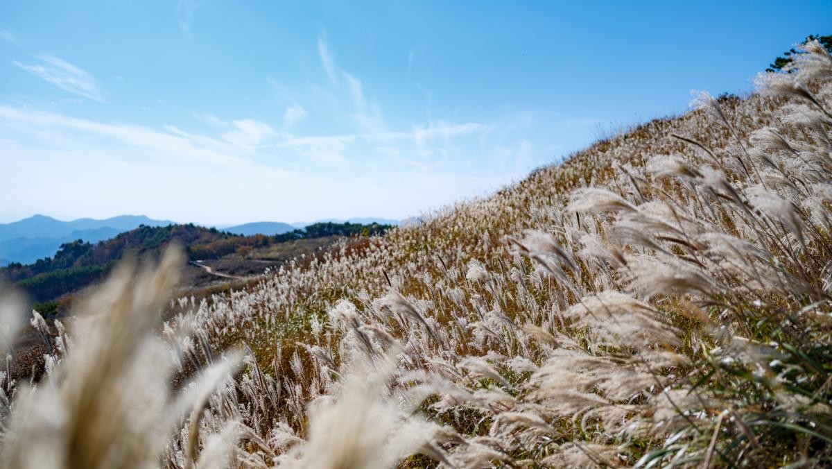황매산 억새. / HoyaEuny-shutterstock.com