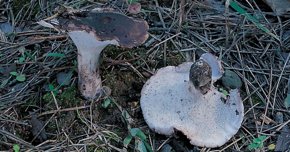 굴뚝버섯(굽더더기버섯) / 국립생물자원관