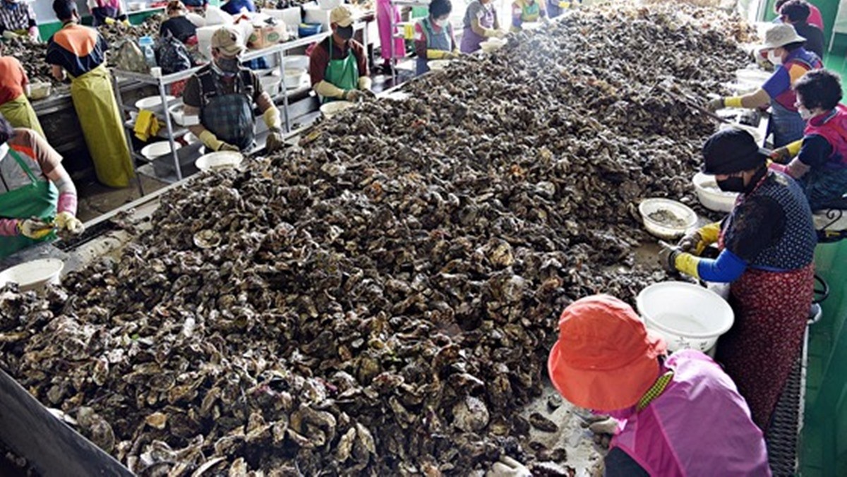 거제 작업장에서 어민들이 굴 선별 작업 중인 모습 / 홈플러스