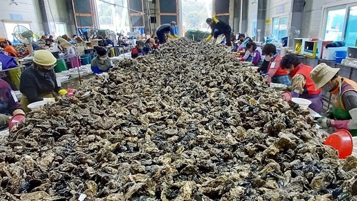 경남 통영시 굴 작업장에서 생굴 껍질을 까고 있는 지역민들 / 연합뉴스
