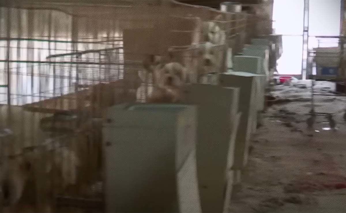 '강아지 성병'으로 불리는 브루셀라병이 퍼지고 있다. / '최재천의, 아마존' 유튜브