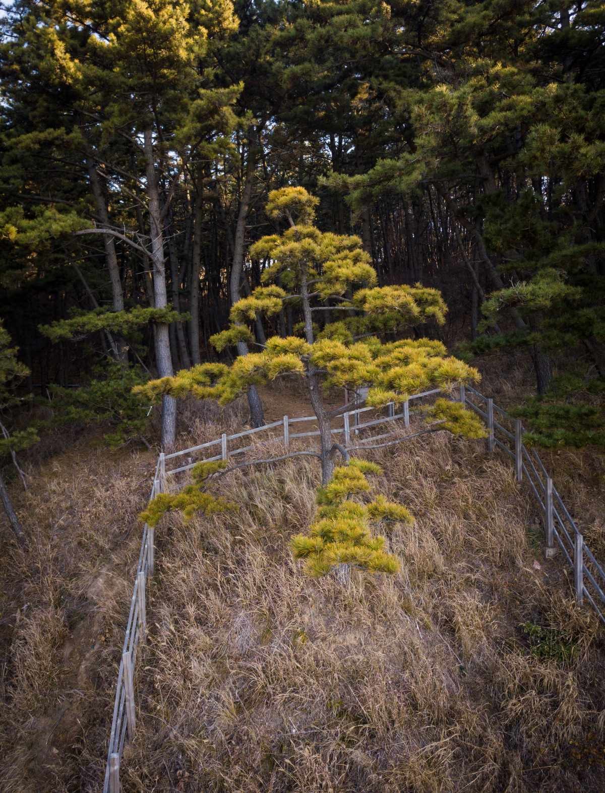 삽시도(황금 곰솔) / 보령시