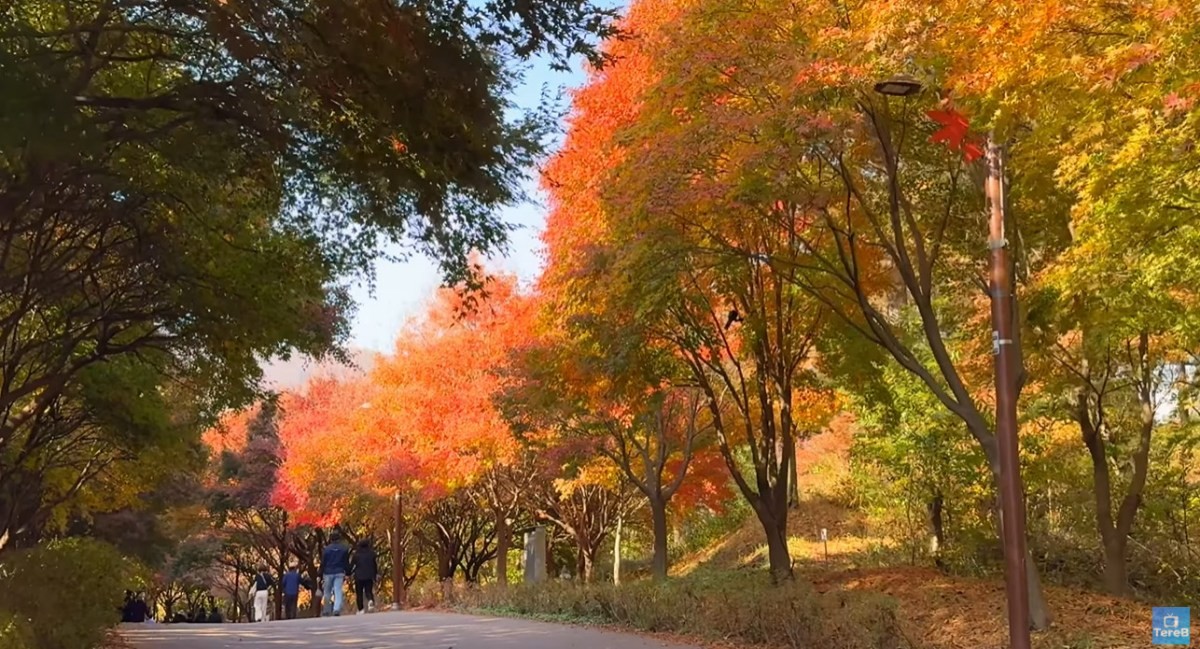 천안 독립기념관 단풍나무숲길. / 유튜브 '3090 테레비' 영상 캡쳐