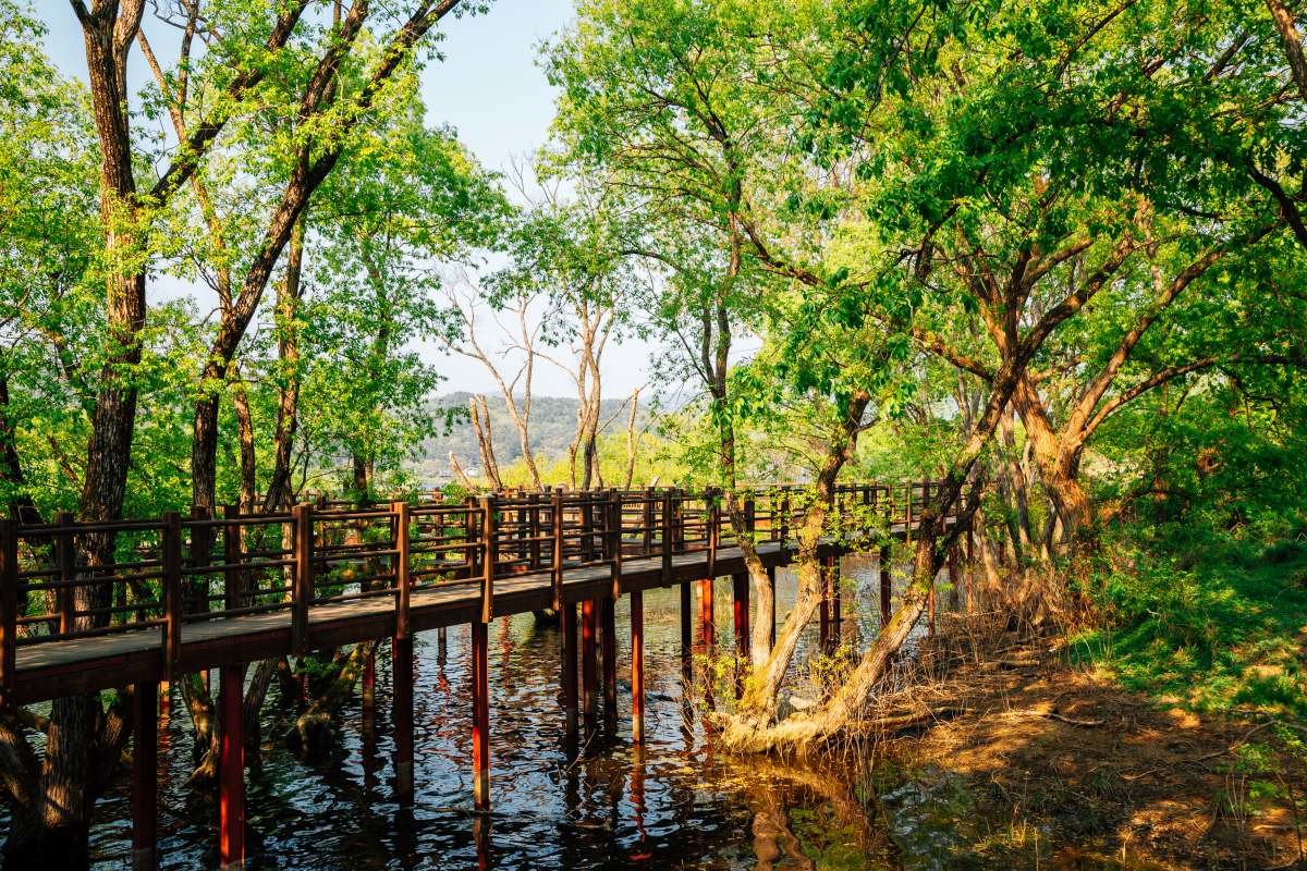 금광호수 목갑판 숲길. / Sanga Park-shutterstock.com