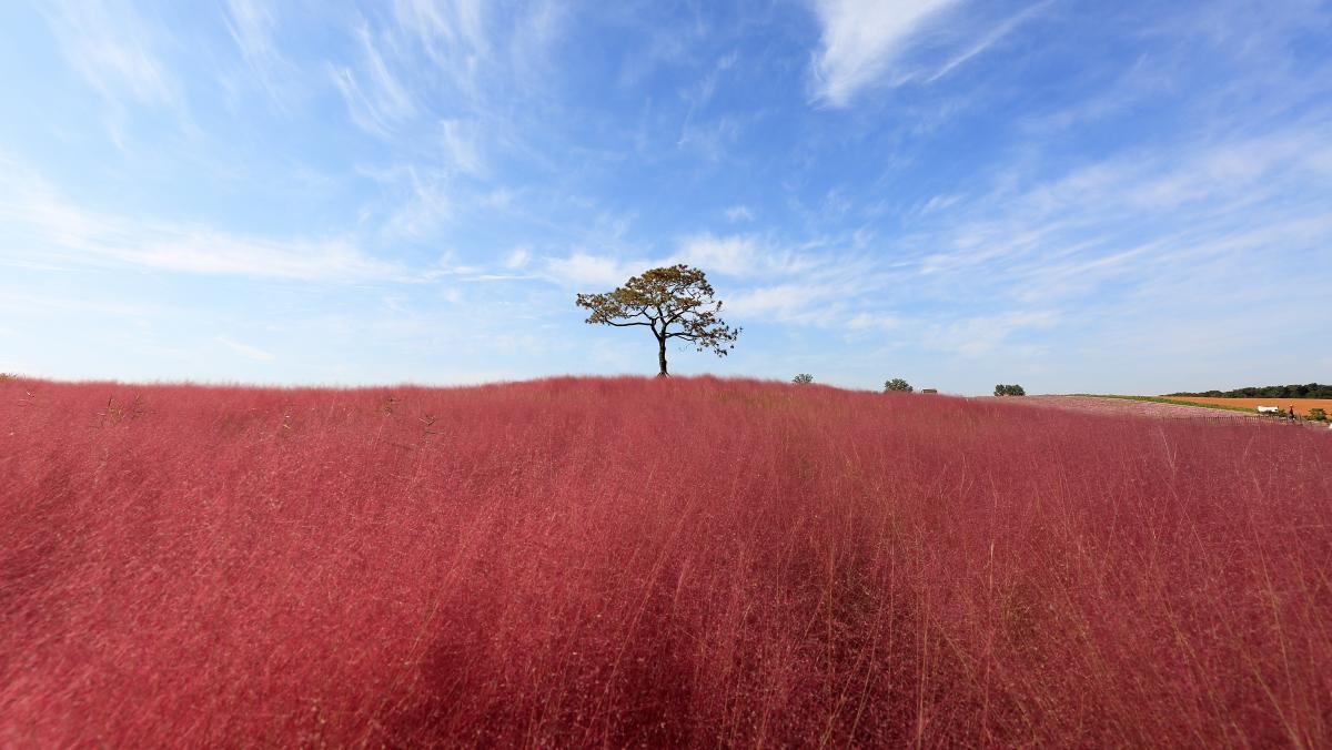 안성팜랜드. / Stock for you-shutterstock.com