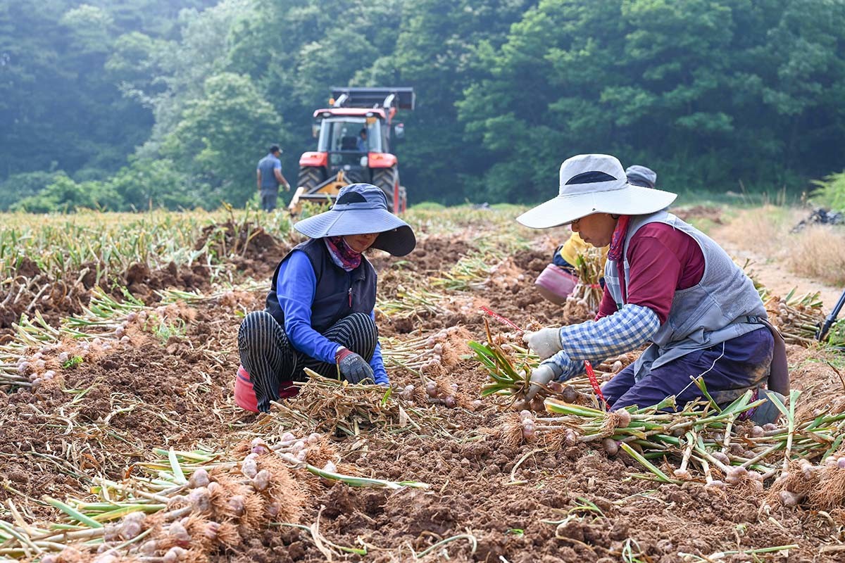 마늘 수확 모습. / 홍성군 제공