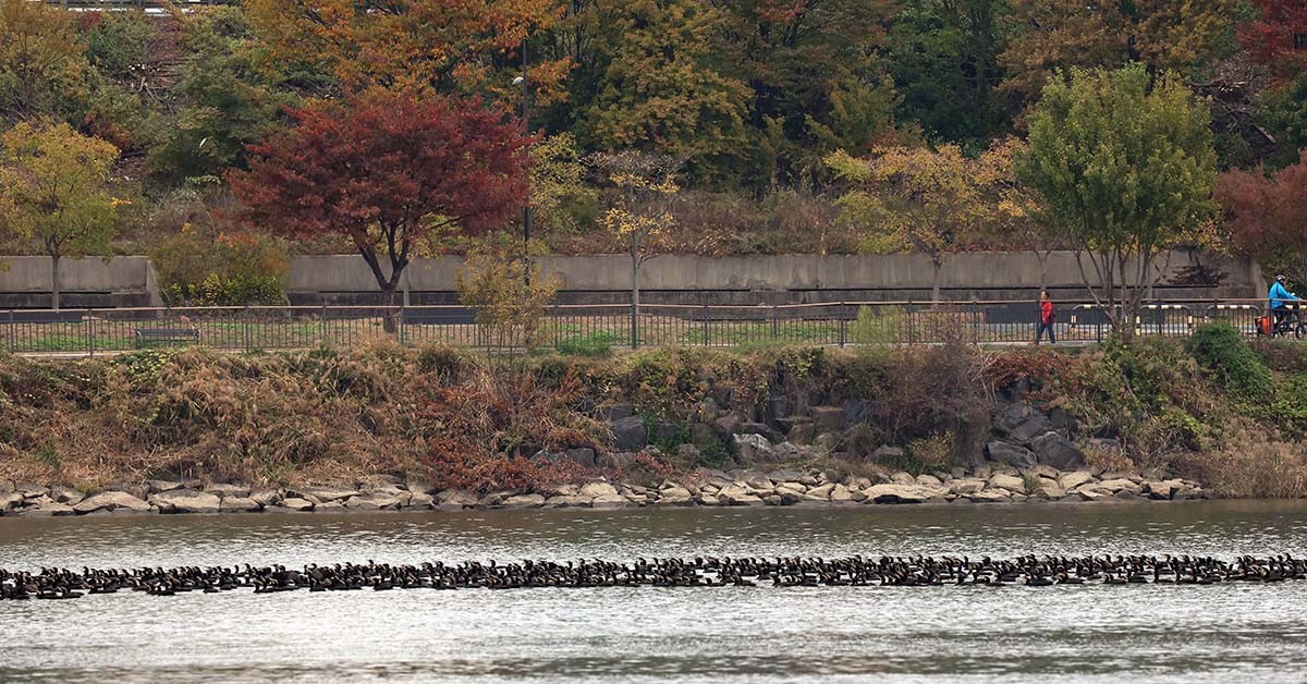 한강 점령한 민물가마우지떼. / 뉴스1