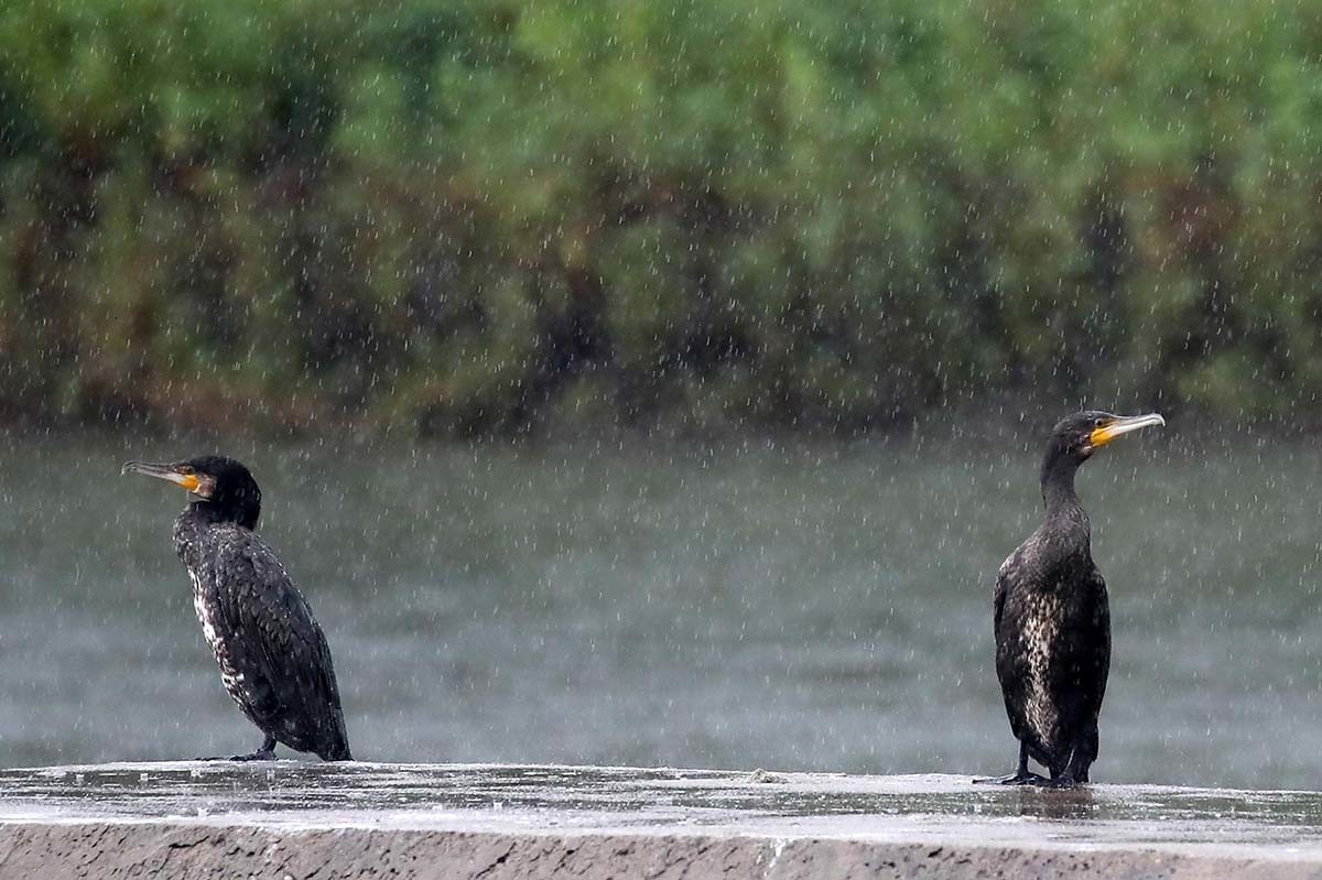 17일 오후 집중호우가 쏟아지는 대구 신천 수중보에서 민물가마우지가 비를 맞고 있다. / 뉴스1