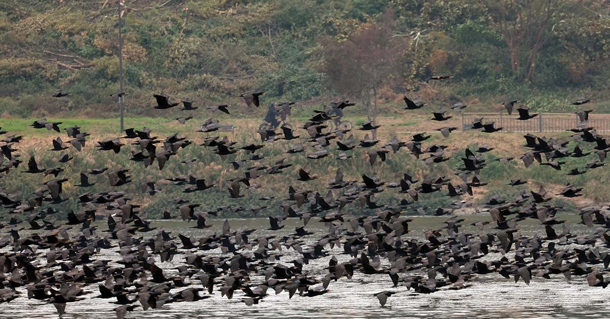 서울 서초구 반포대교 인근에서 민물가마우지떼가 비상을 하고 있다. / 뉴스1