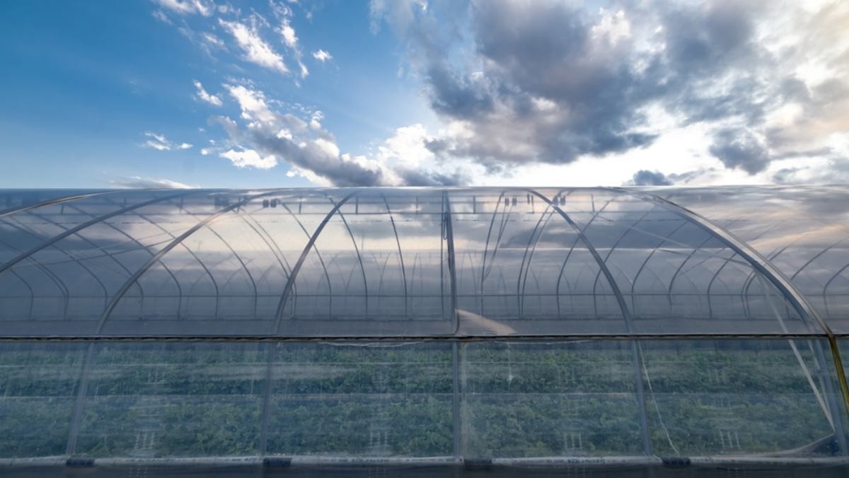 참외 밭 자료사진 / bigshot01-sutterstock.com