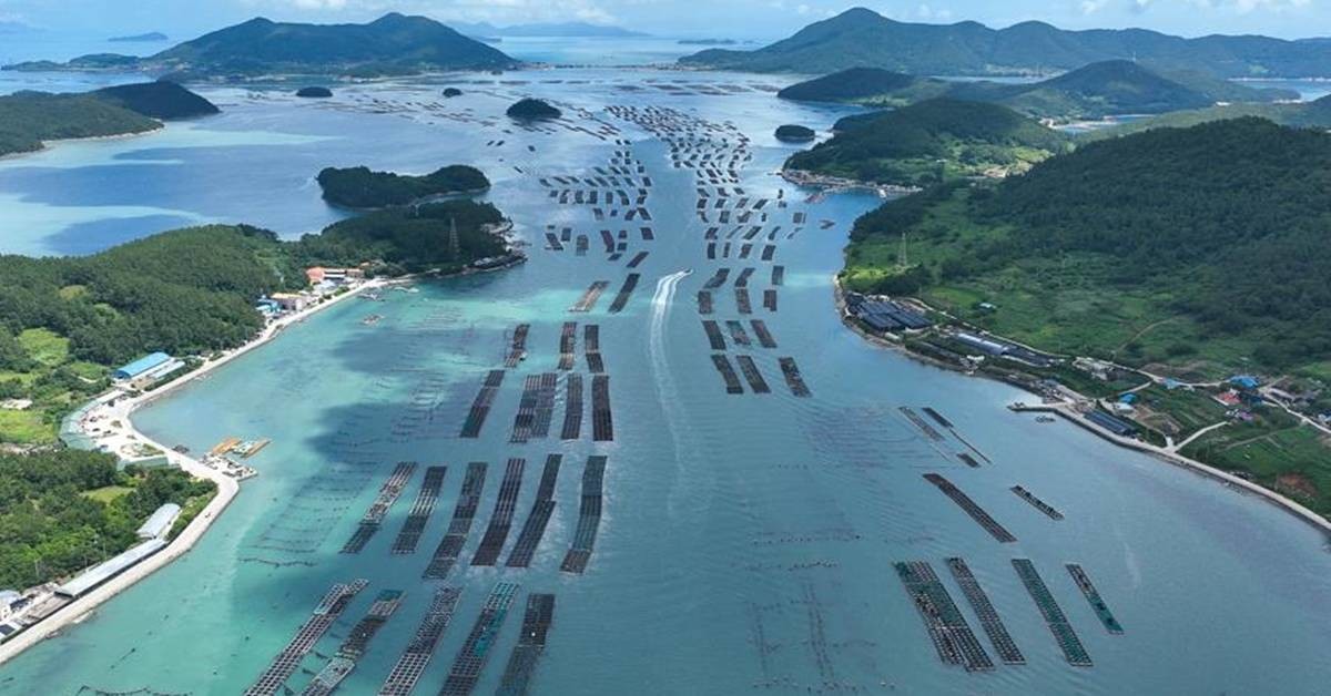 완도 전복 양식장 / 완도군 제공, 연합뉴스