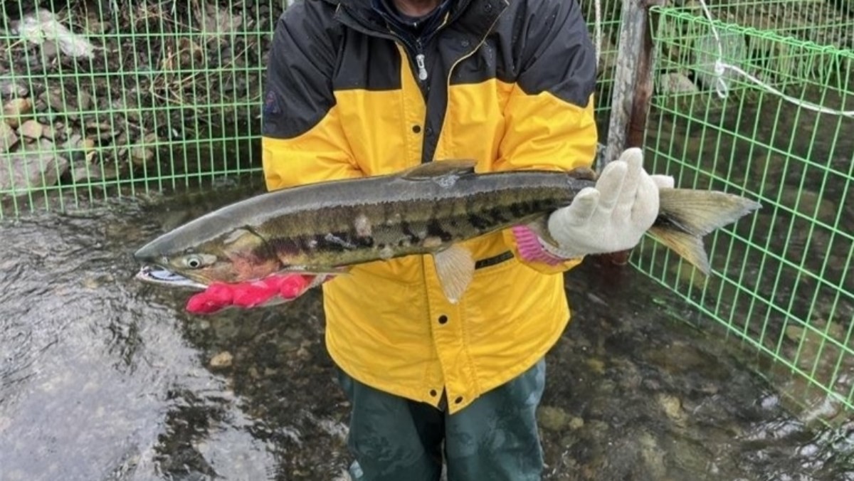 태화강에서 올해 첫 회귀 연어 2마리가 포획됐다. / 울주군