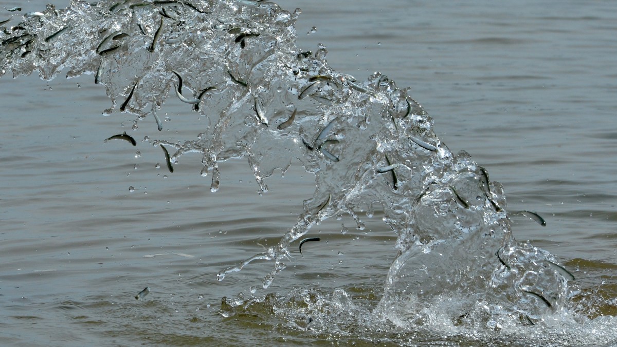 기사와 무관한 연어 자료사진. / 뉴스1