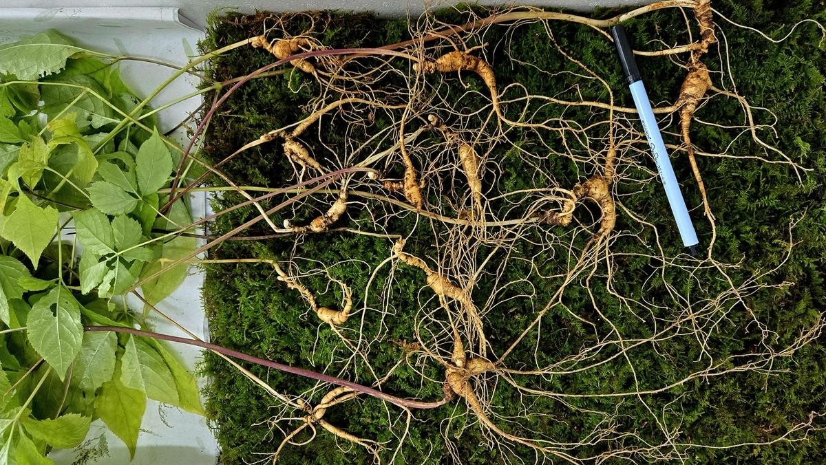 지리산에서 천종산삼이 발견됐다. / 한국전통심마니협회 제공