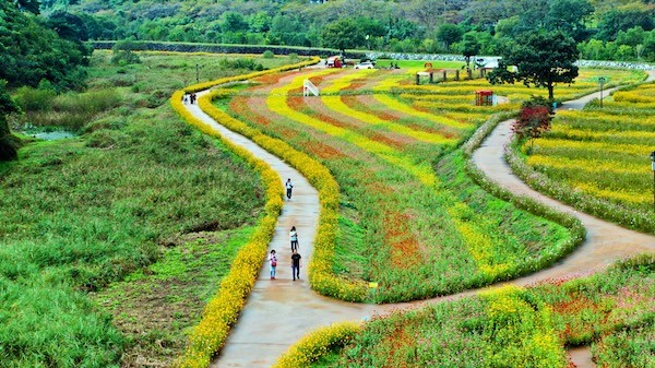 정읍 구절초 꽃축제 / 정읍시