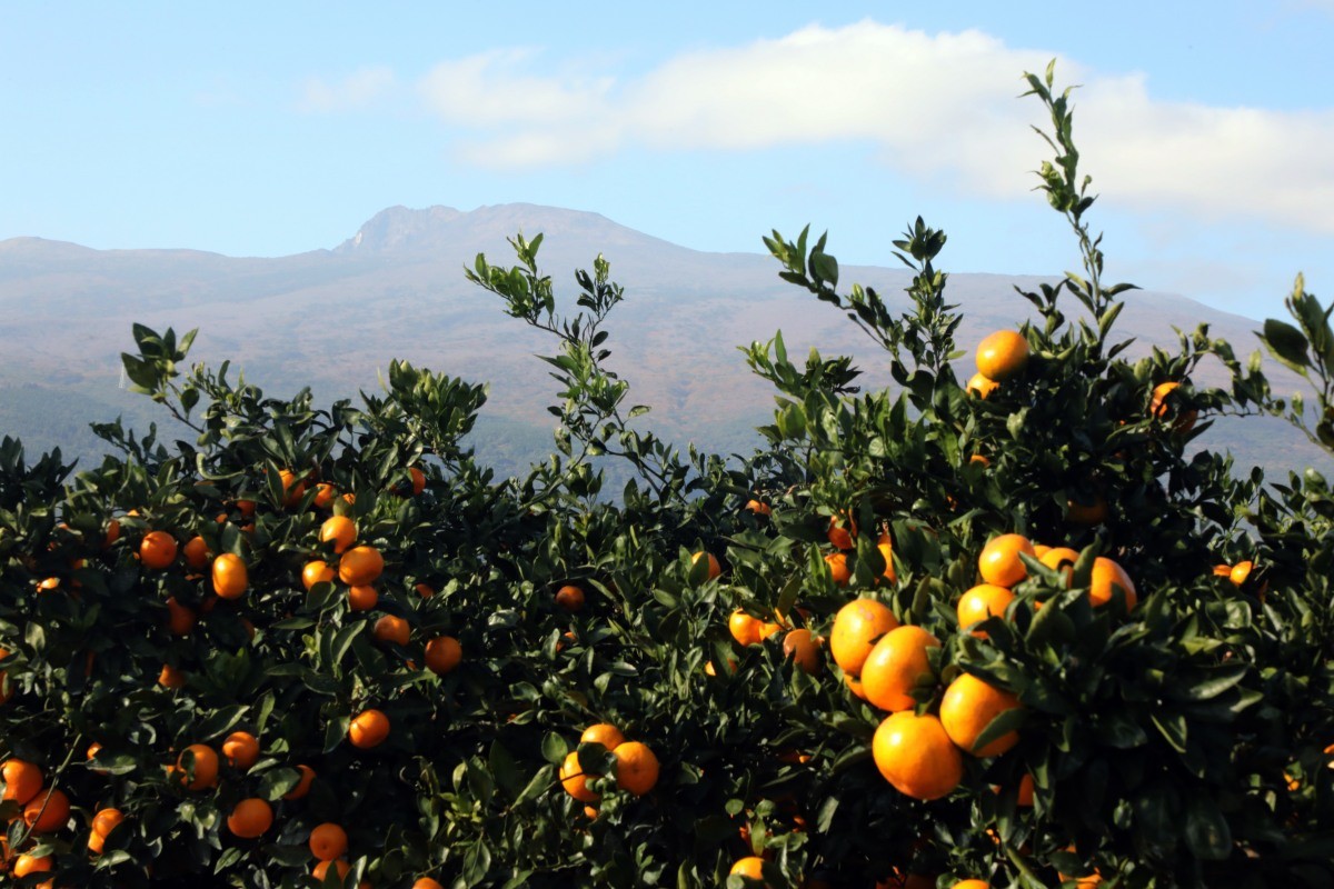 감귤과 한라산 / 뉴스1