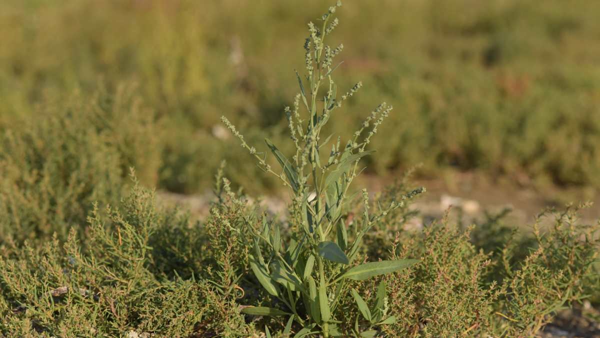가는갯능쟁이. 자료사진. / 국립생물자원관