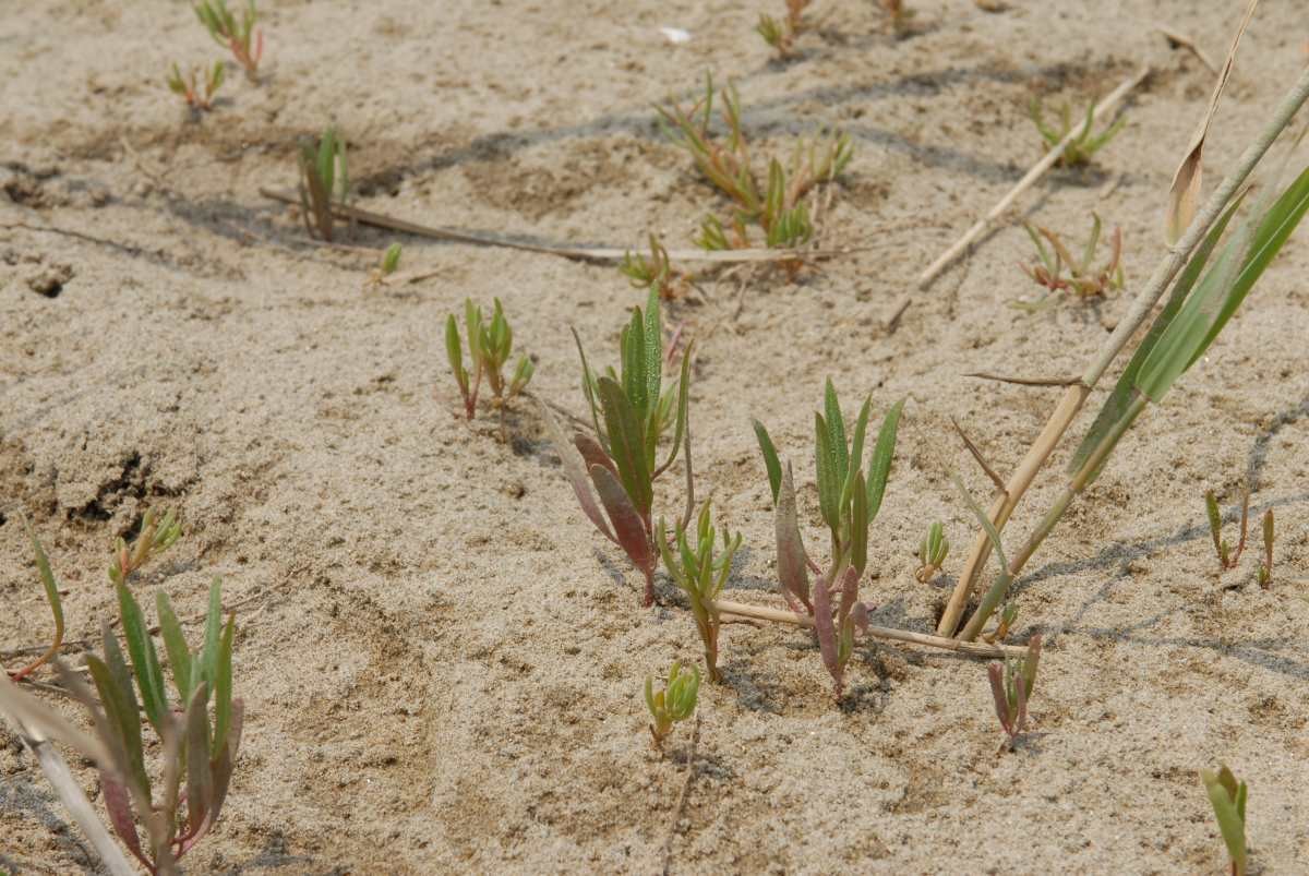 탈모 완화에 좋다는 가는갯능쟁이. / 국립생물자원관
