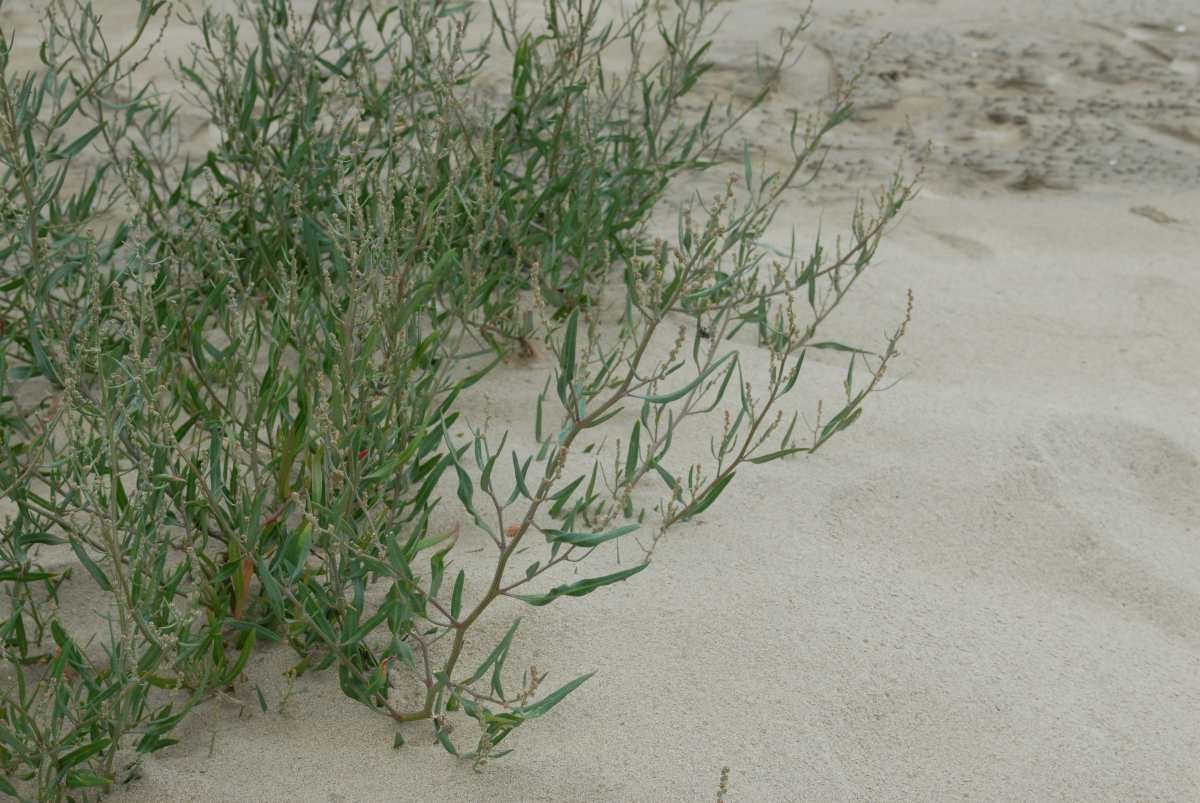 모래땅에서 잘 자라는 가는갯능쟁이. / 국립생물자원관