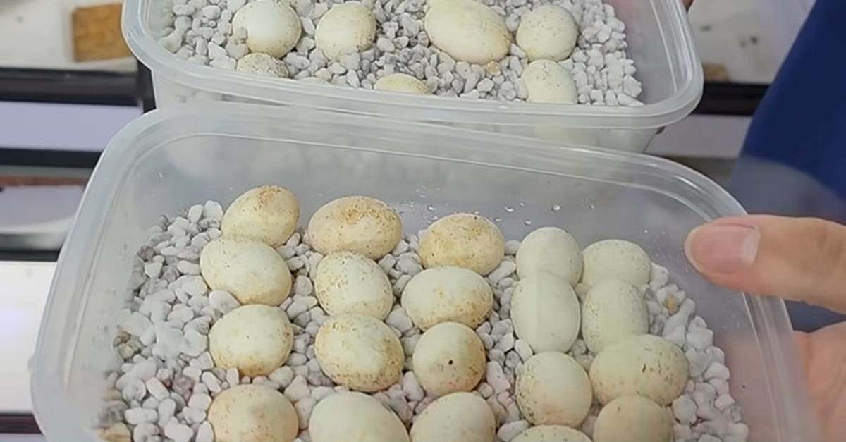 카멜레온 알 / 유튜브 '다흑'