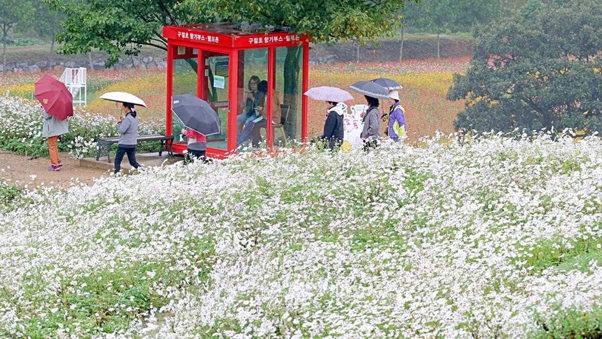 만개한 구절초 꽃. / 정읍시 제공