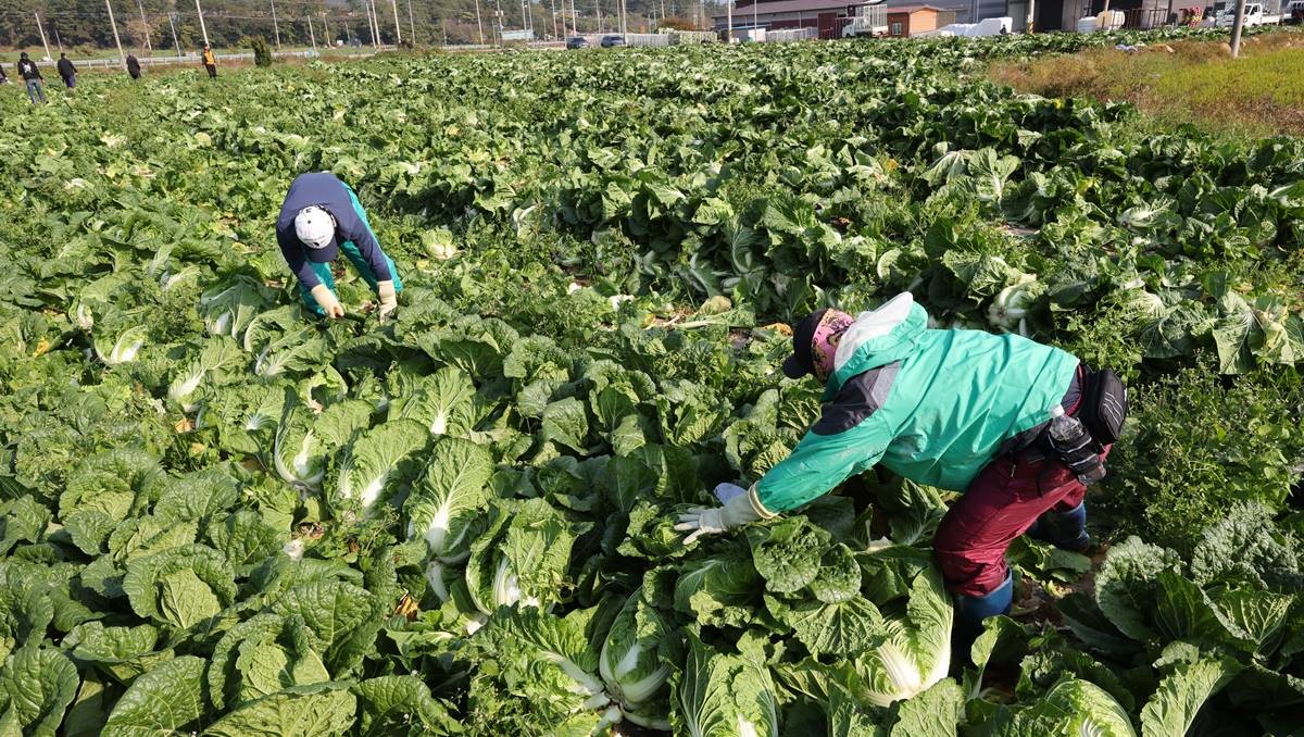 가을배추 수확 중인 농가 자료 사진 / 뉴스1