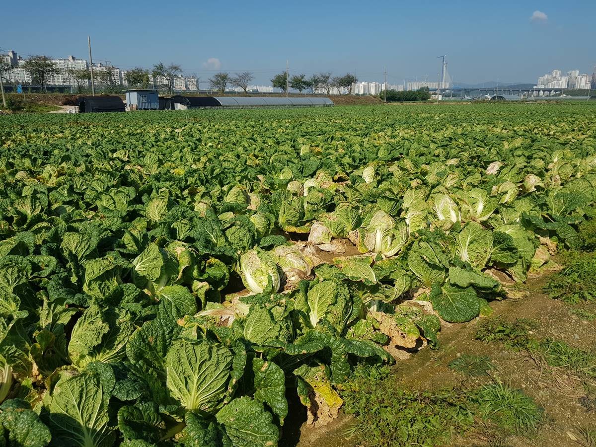 무름병에 감염된 배추밭 / 뉴스1