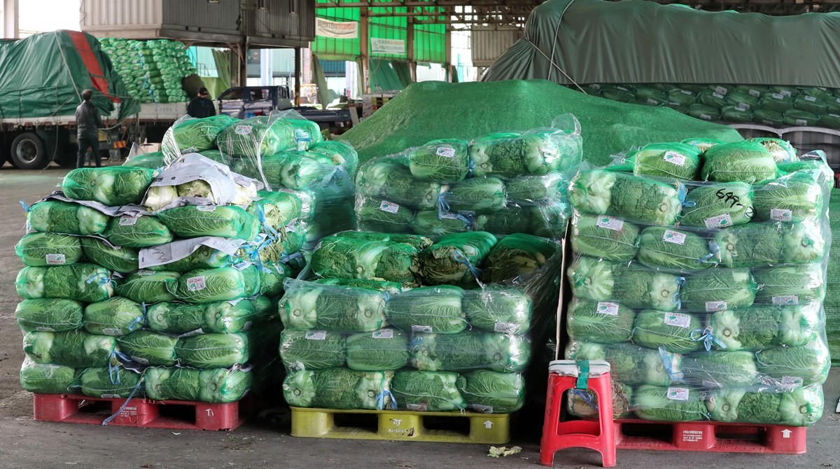 도매시장에서 판매 중인 배추 / 뉴스1