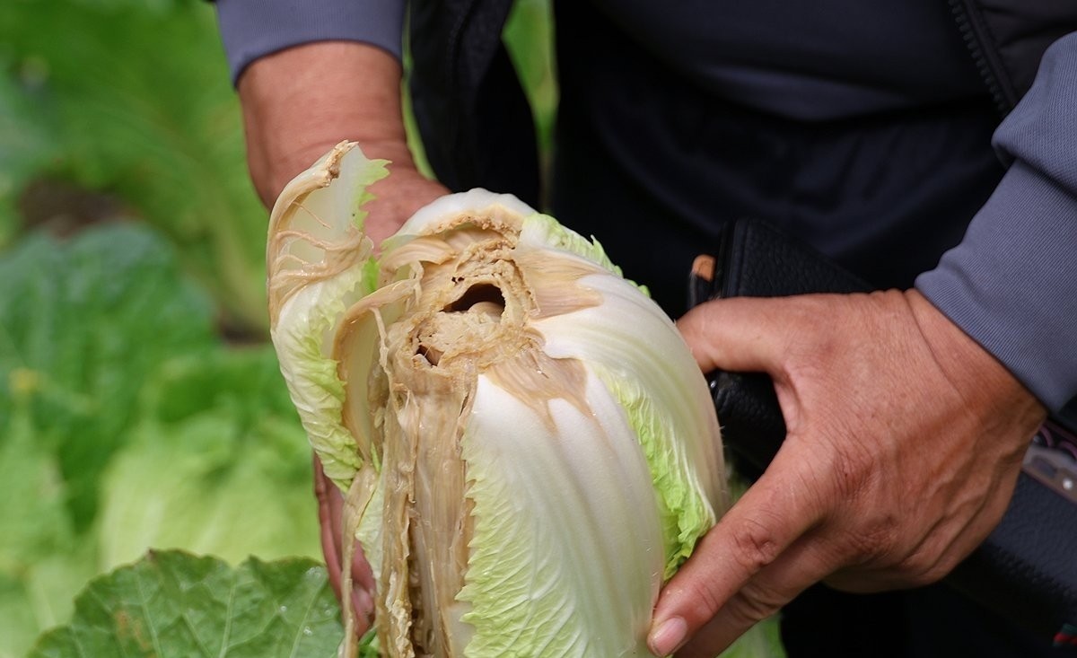 무름병에 걸린 배추를 든 농민 / 연합뉴스