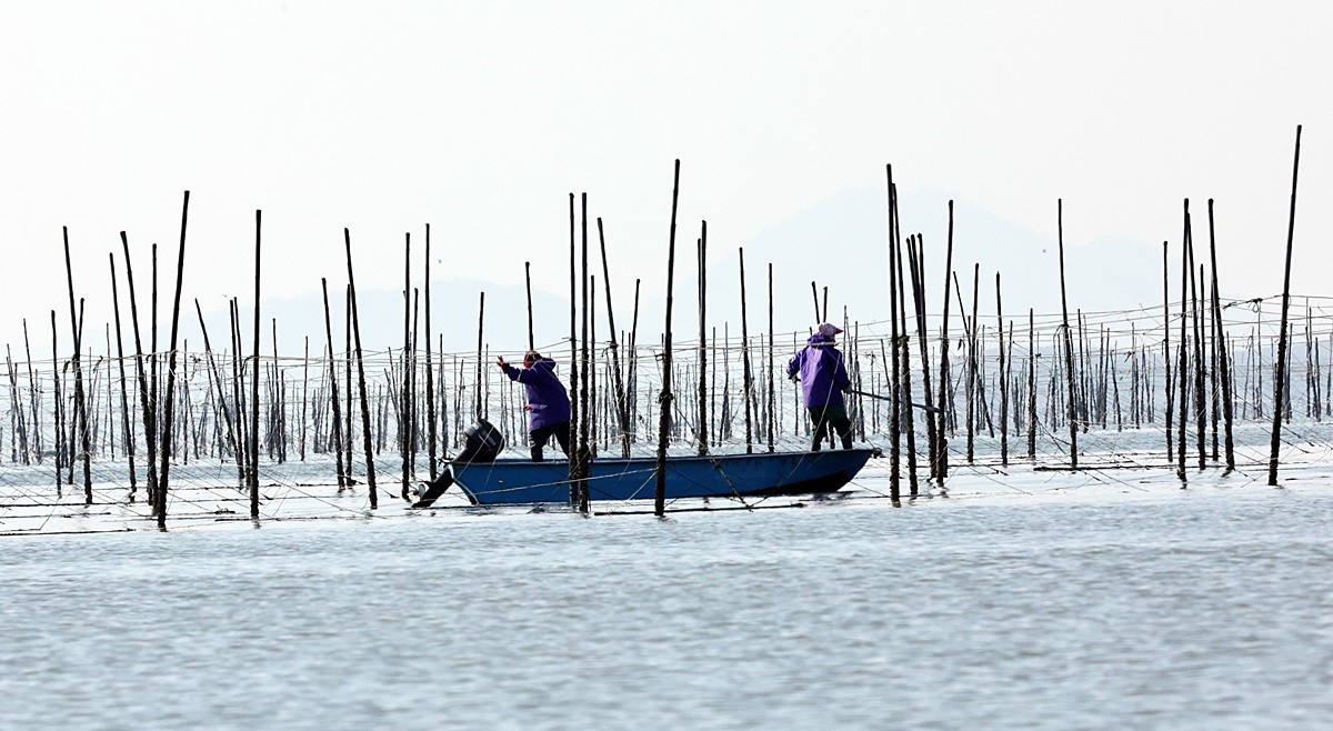 지주식 김 양식장에서 어민들이 김 채취를 하고 있다. 기사 이해를 돕기 위한 자료 사진 / 뉴스1