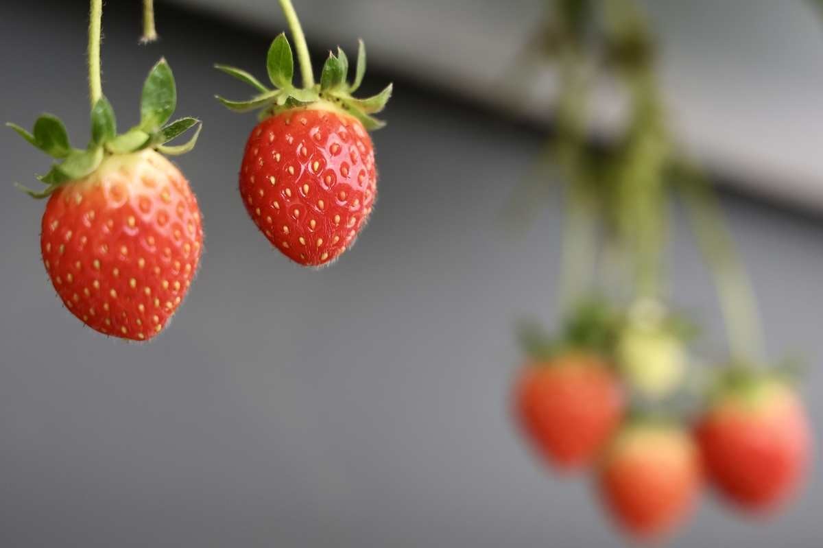 10월에 출하할 수 있는 고랭지딸기. / 강원특별자치도농업기술원 제공