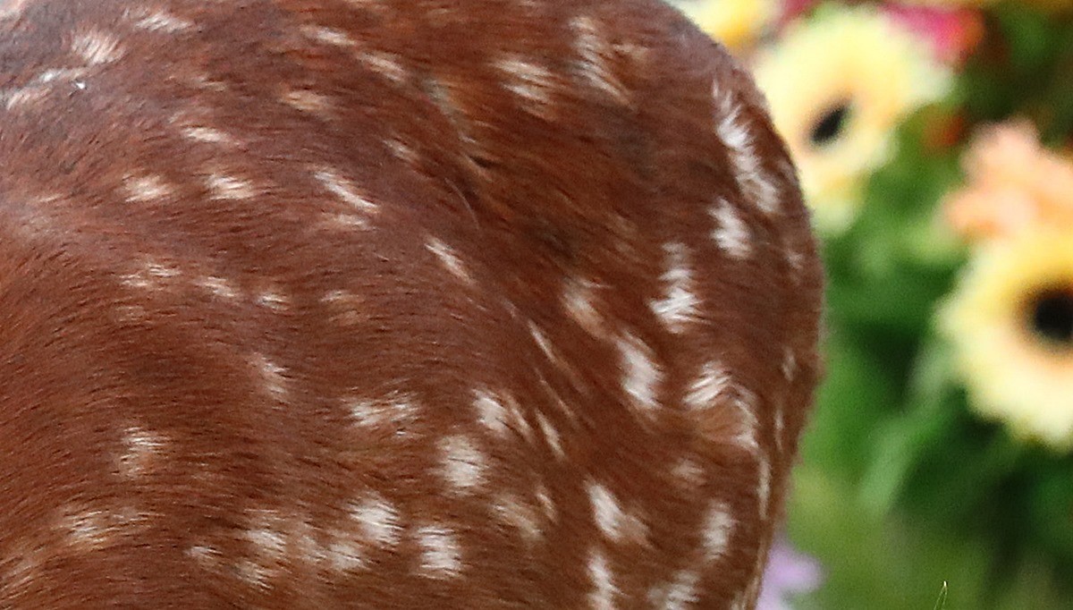 한국에서 서식하는 야생동물 꽃사슴의 일부분. 기사 이해를 돕기 위한 자료 사진 / 뉴스1