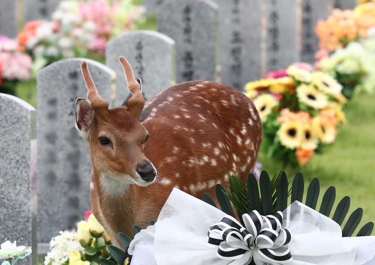 꽃사슴이 국립현충원 묘역을 찾아 여유로운 시간을 보내고 있다. 기사 이해를 돕기 위한 자료 사진. 제주도는 꽃사슴을 유해야생동물로 새로 지정하는 내용 등을 담은 '제주도 야생생물 보호 및 관리 조례 일부개정 조례안'을 연내 제주도의회에 제출할 예정이라고 28일 밝혔다. / 뉴스1