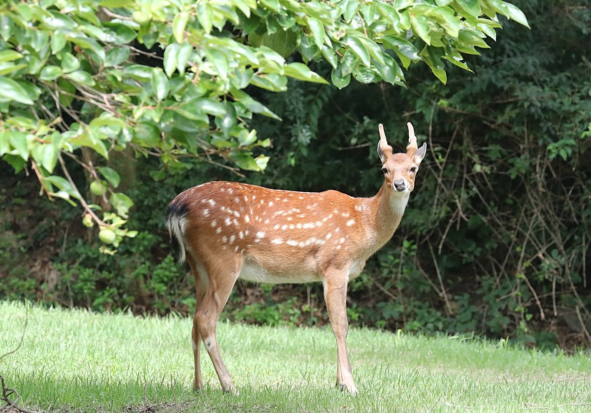 꽃사슴 모습. 기사 이해를 돕기 위한 자료 사진 / 뉴스1