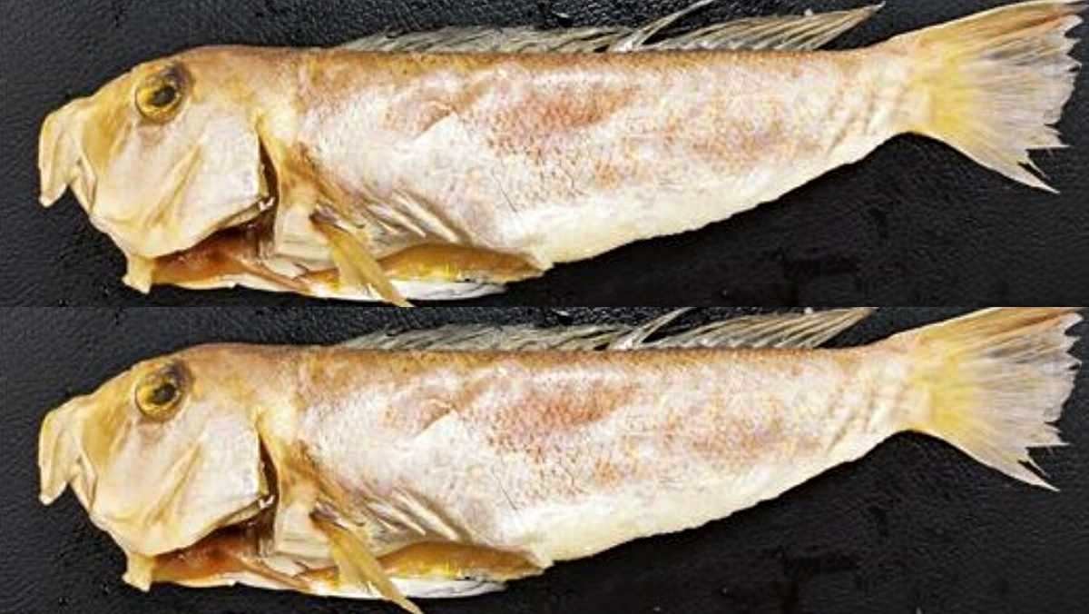 옥돔과 비슷하게 생긴 생선 옥두어(위, 아래 모두). / 식품의약품안전처 제공