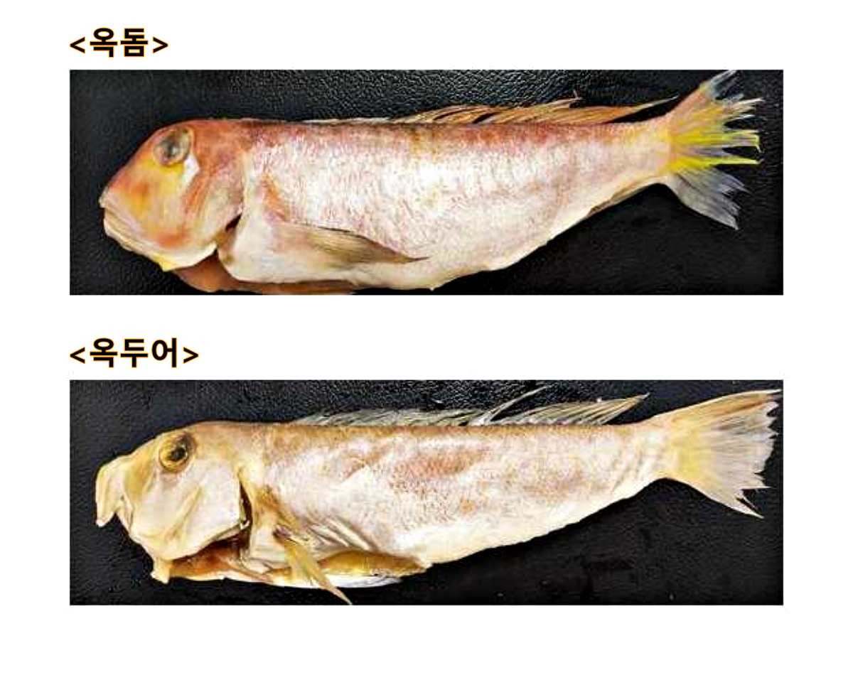 옥돔, 옥두어 비교 사진. / 식품의약품안전처 제공