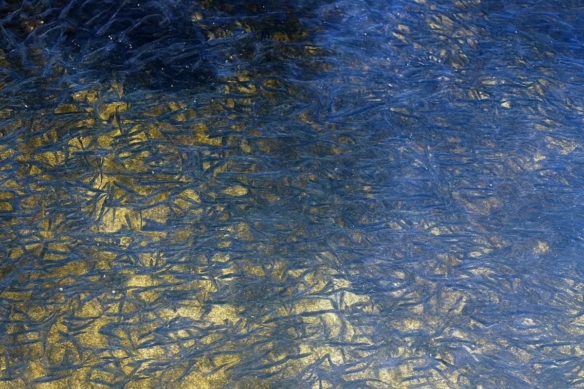 방류될 예정인 어린연어들이 떼지어 헤엄치고 있다. 기사 이해를 돕기 위한 자료 사진. 해당 기사와 직접적인 관련은 없다. 원본 사진의 해상도 등을 AI를 활용해 향상시켰다. / 연합뉴스